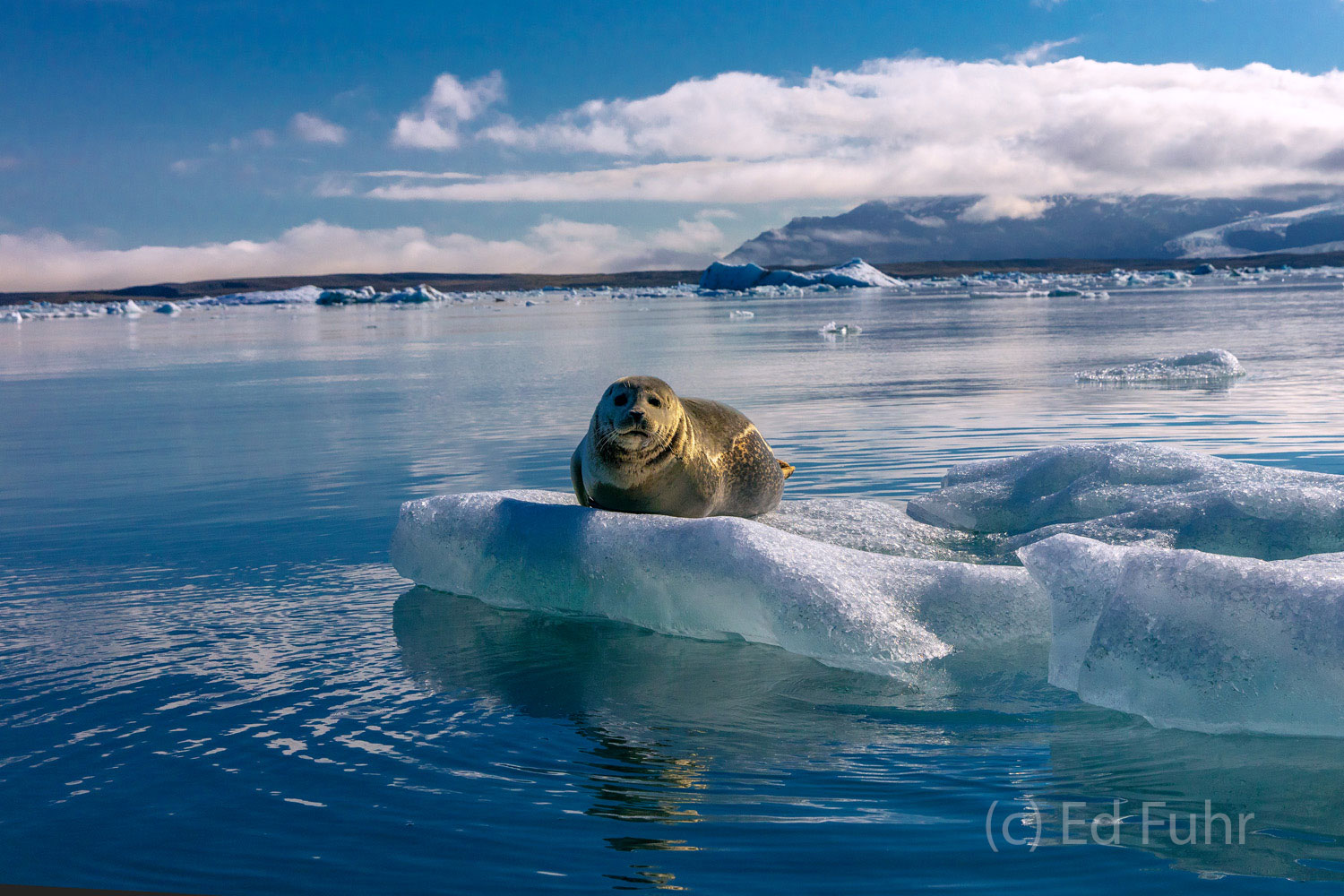 A seal soaks up some sun and warmth on a ice floe.