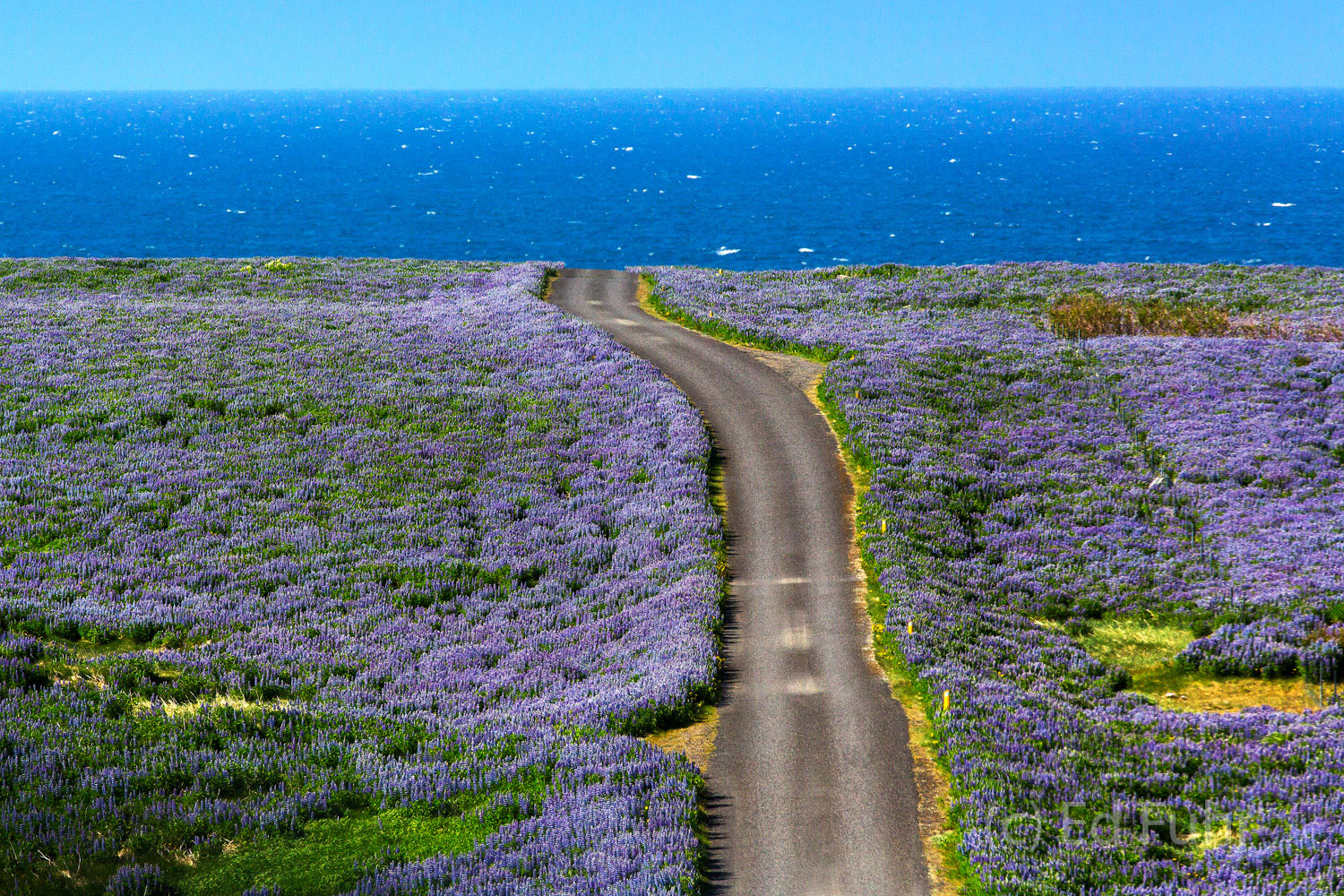A Dirt Road Amidst the Lupines A dirt road leads to the sea at Breidafjordur through a field of lupines, below the church at Ingladsholl.