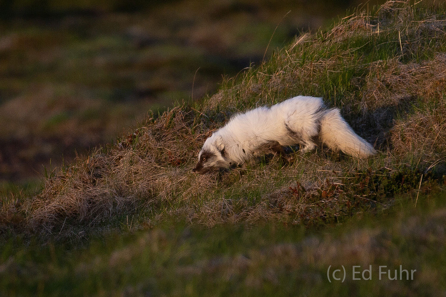 An arctic fox searches for dinner.