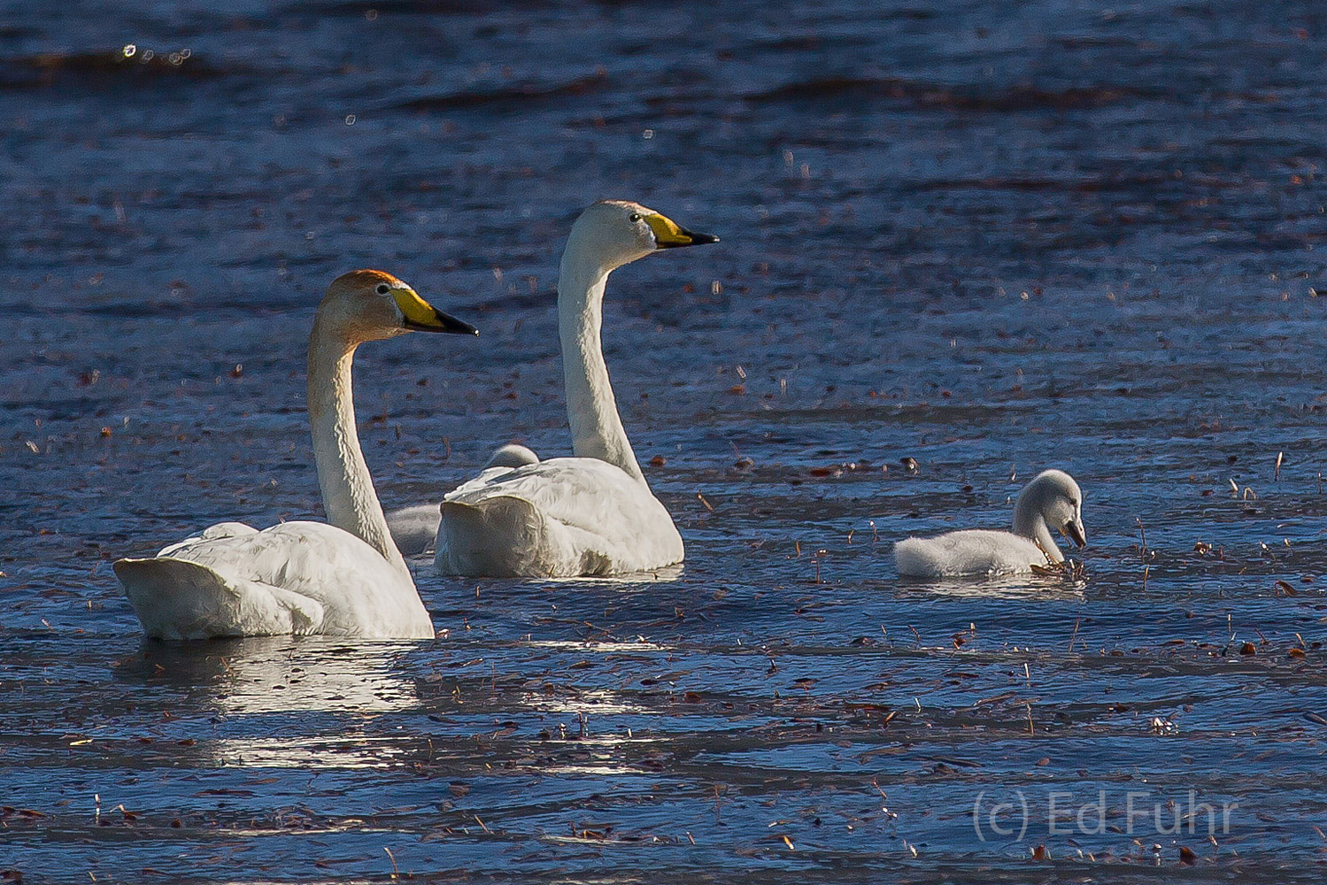 Whooper Swans A couple of whooper swans, and their lone cygnet, paddle through the still waters of a shallow bay. These swans are the only...