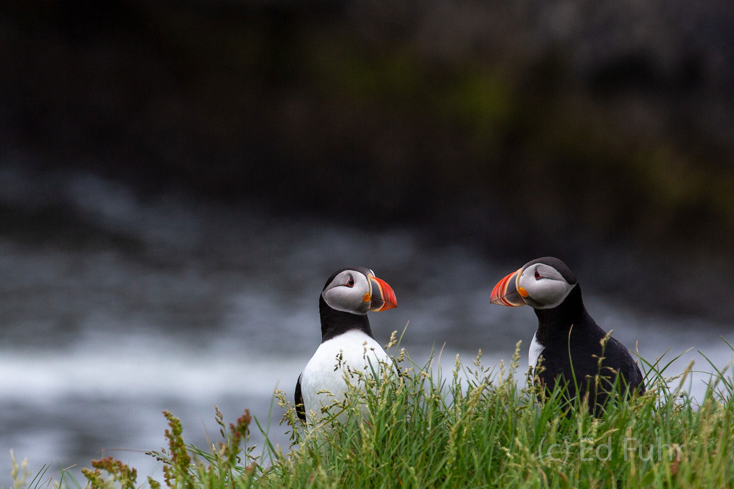 Two puffins exhange wild tales of life on the open ocean.   Puffins mate for life generally and there is much for them to catch...