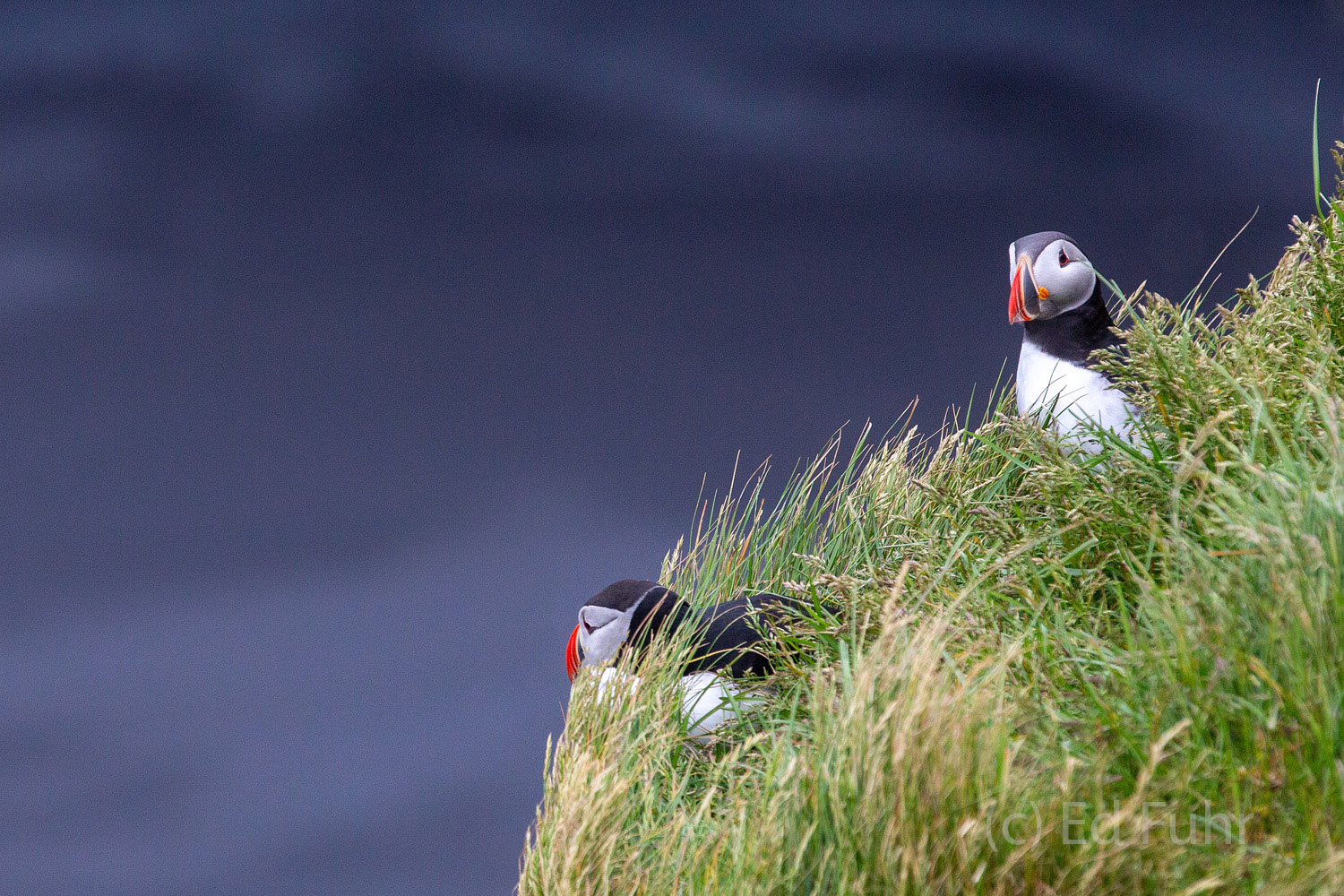 Puffin Lookout A couple of puffins preen and keep a lookout on the ocean below where they spend much of their life.