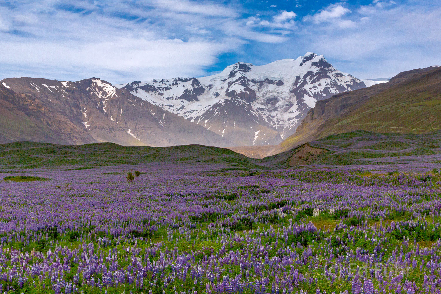 Skaftafell Lupines Numerous great fields of lupines can be found in the fields below Skaftafell National Park.