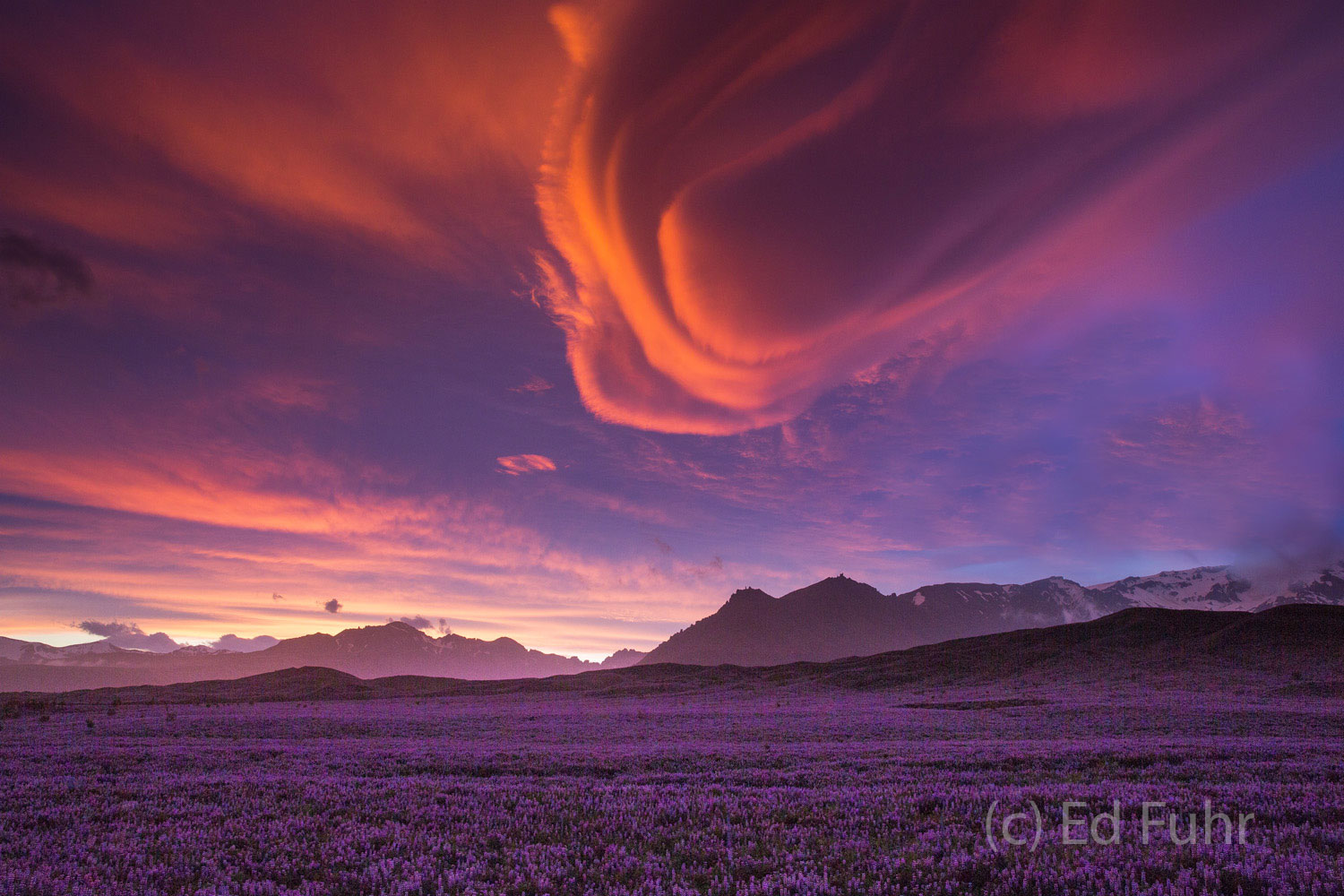 Lenticular Sunset Above Fields of Lupines Above a large field of lupines, a host of lenticular clouds blow across Skaftafell National Park toward the sea.