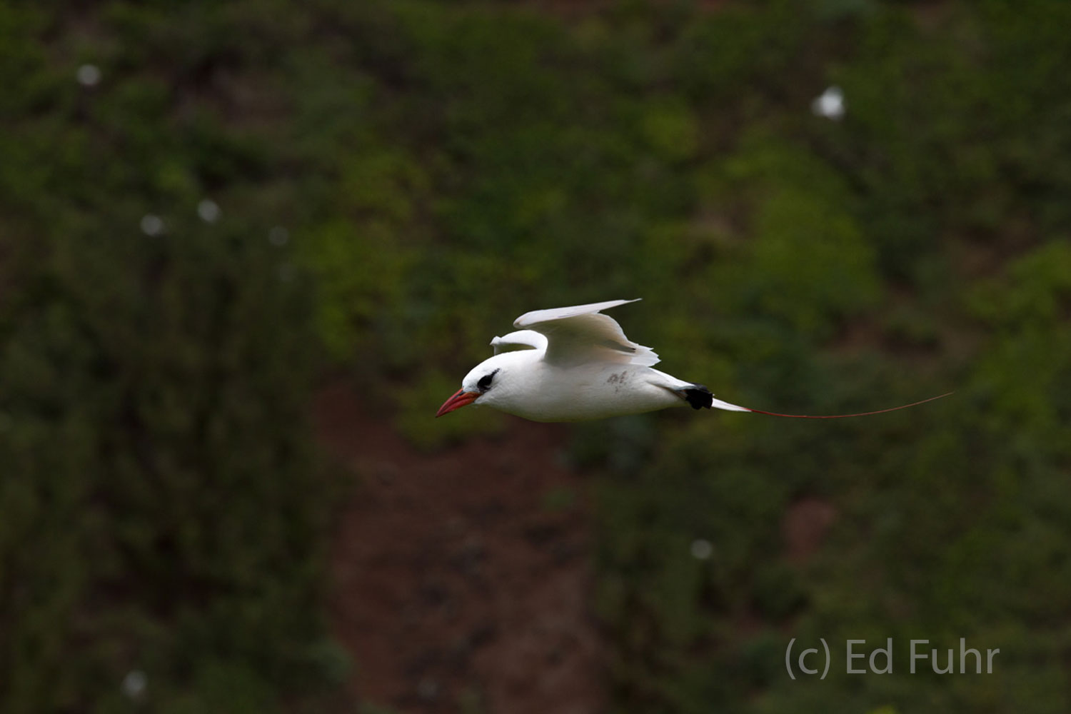 Native to the Indian and Pacific Oceans, this bird puts on amazing aerial courtship displays.