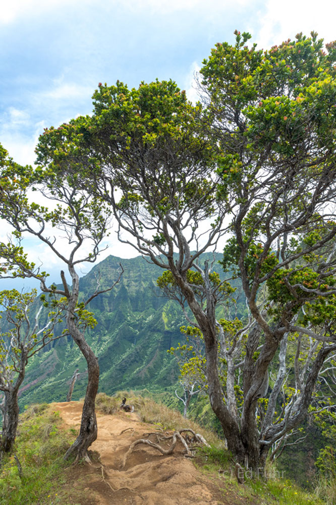 The Kalepa Ridge Trail passes through a handful of trees before beginning its turn to the coast.