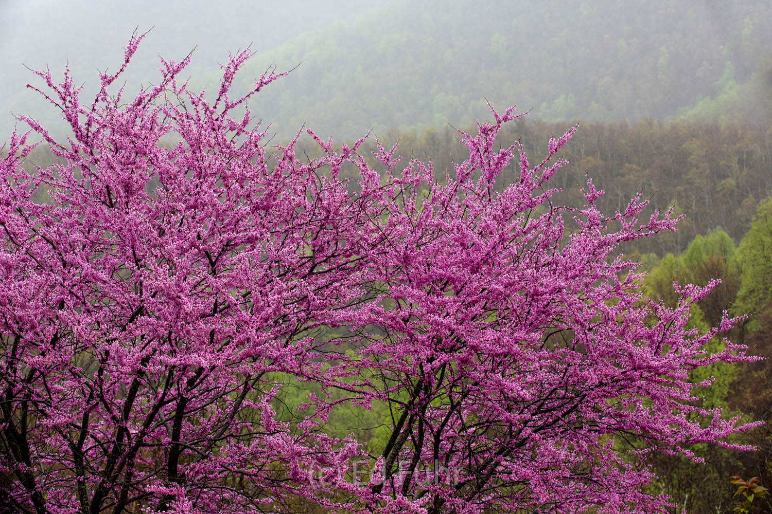 A large redbud near Bacon Hollow stands out in the fog.