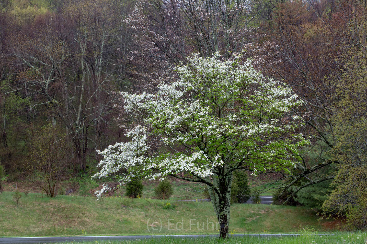 A dogwood blooms in a spring rain.