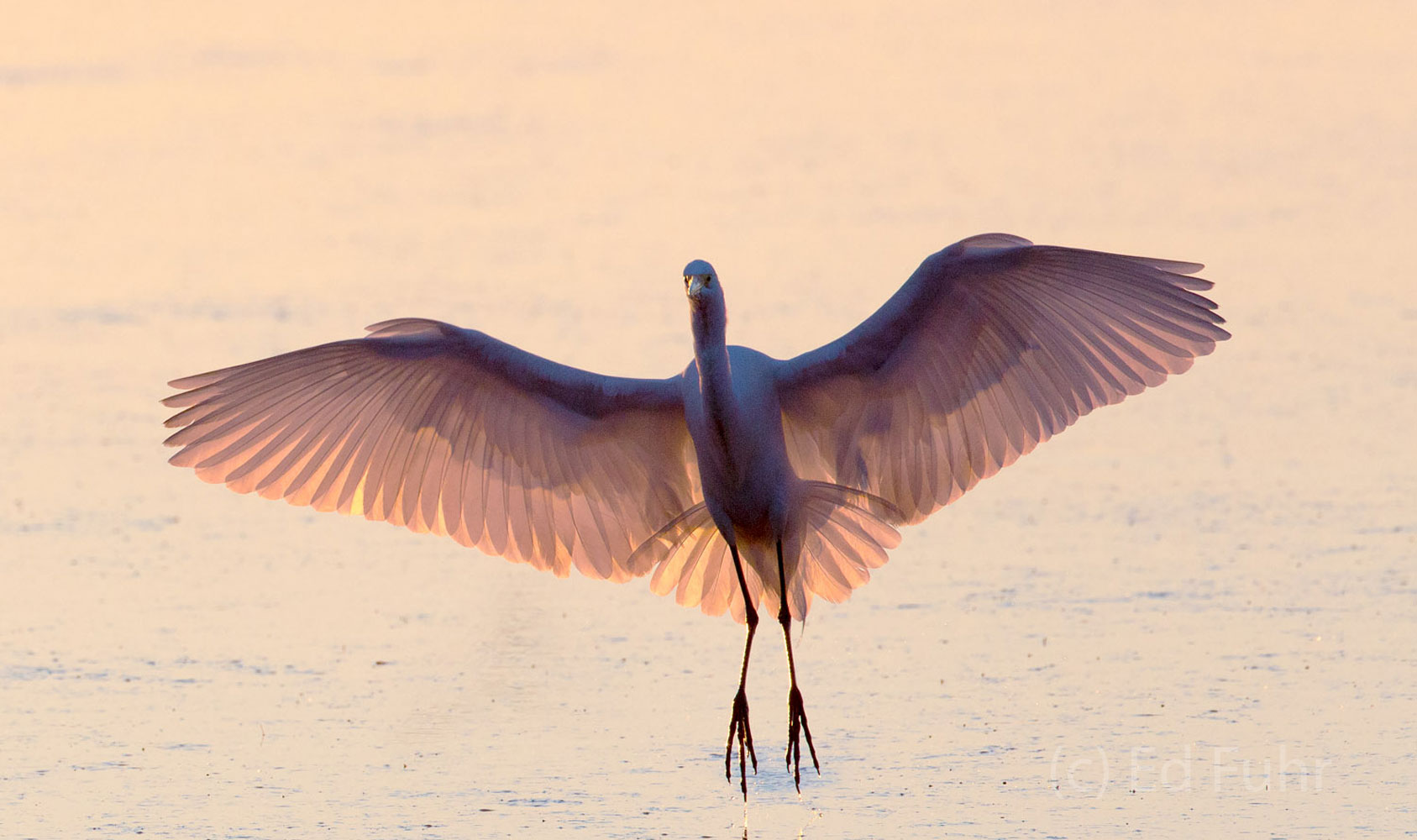 The rising sun illuminates the outstretched wings of this great white egret.