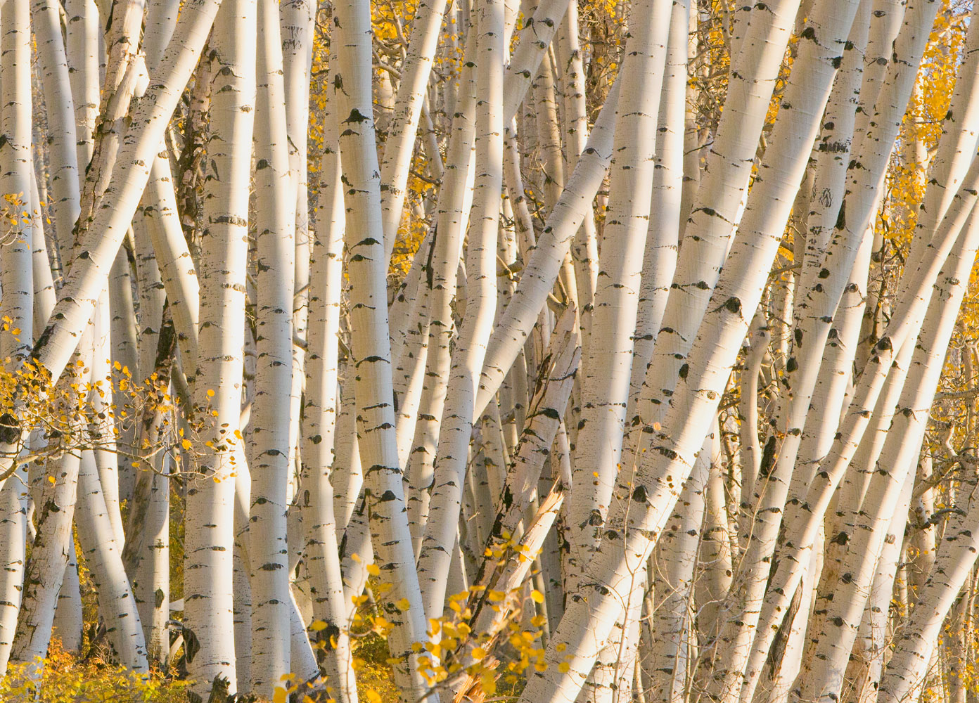 Aspen Thicket