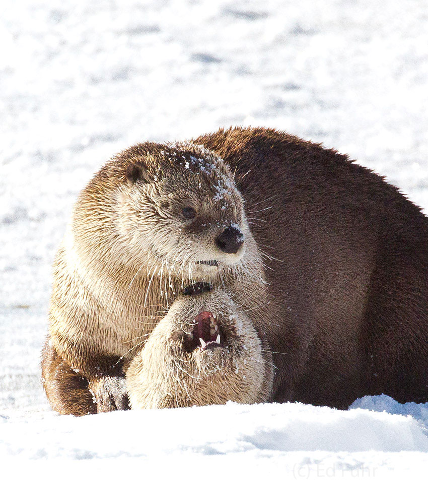 Two young otters wrestle in the snow.