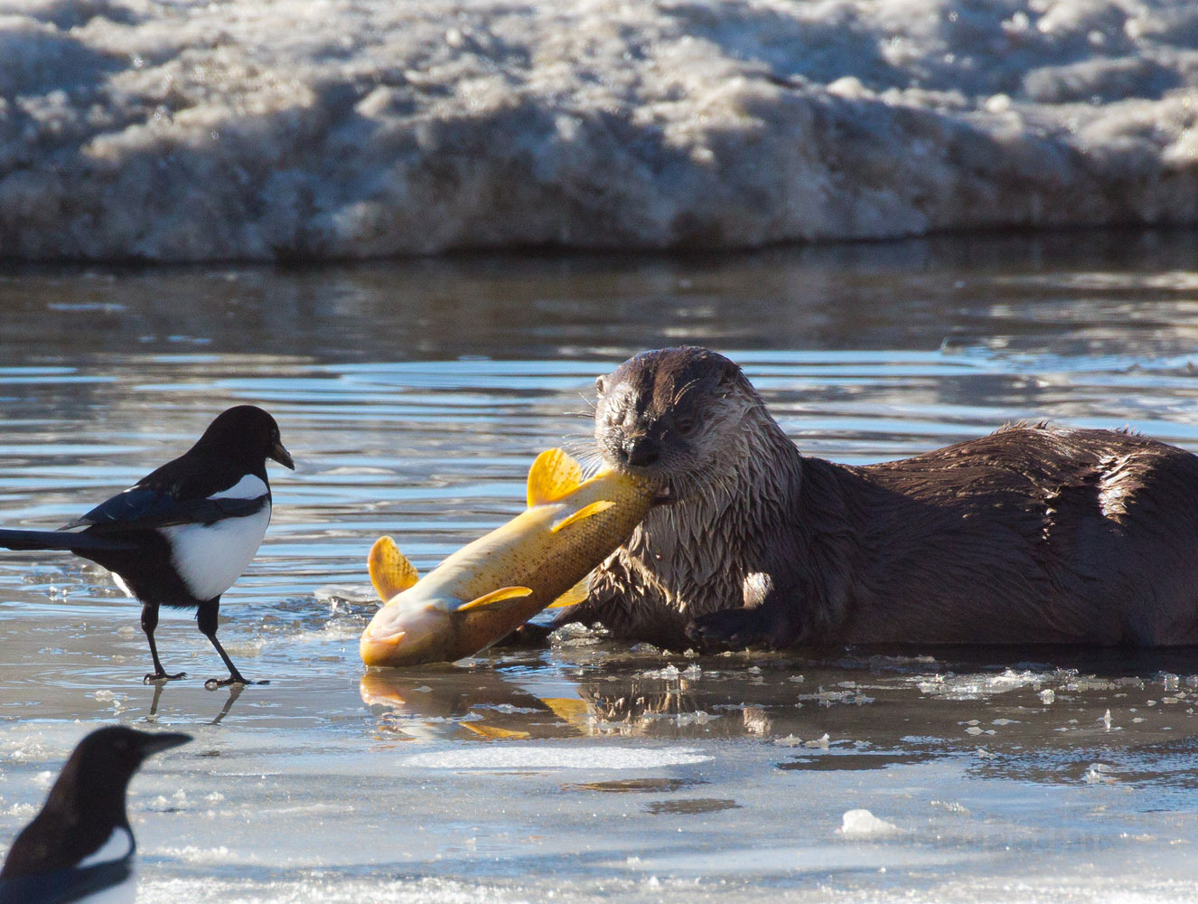 Otter Lunch