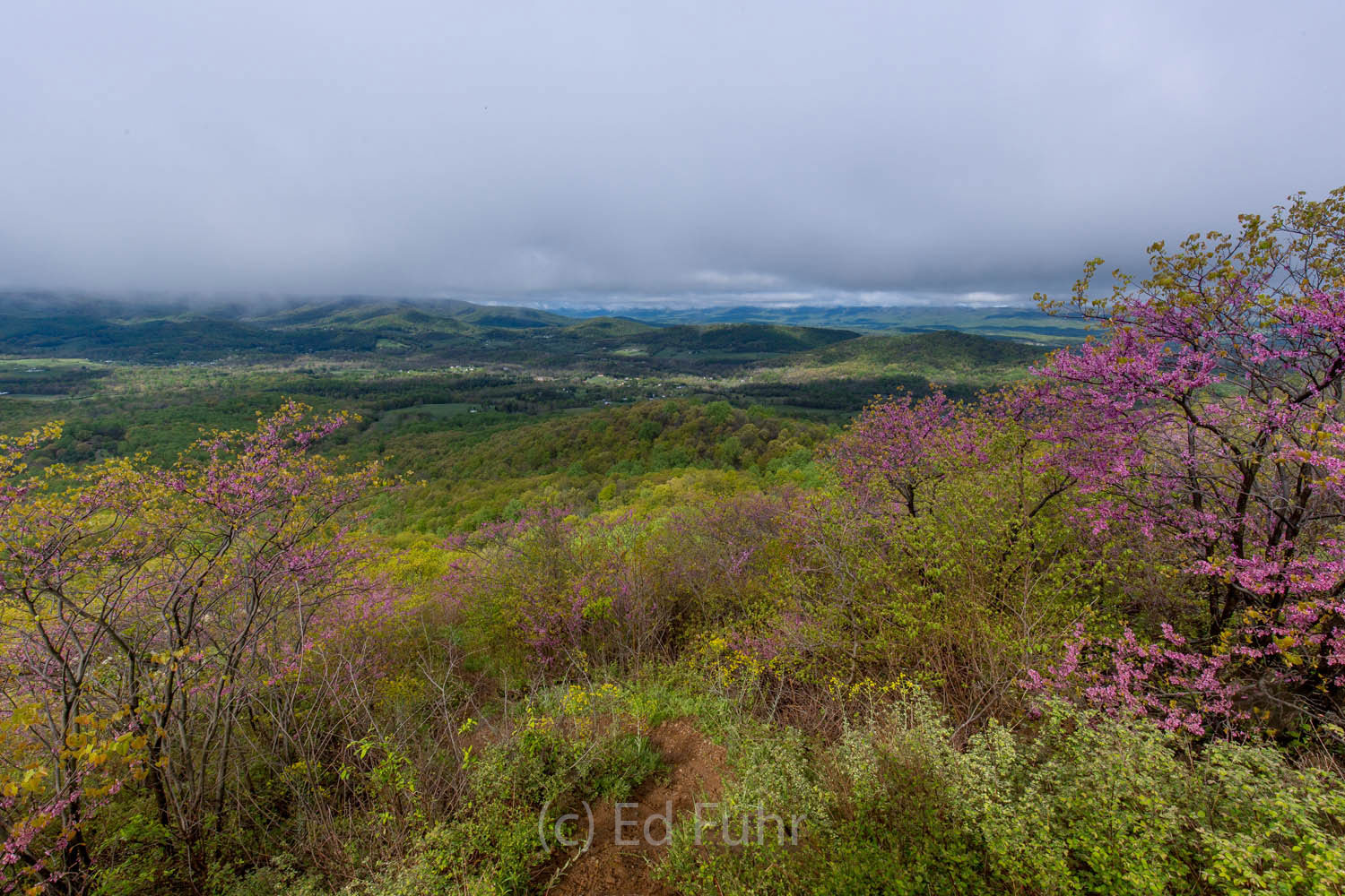 Gooney Manor Overlook II Hundreds of redbud sprout on the well drained slopes of Gooney Manor.