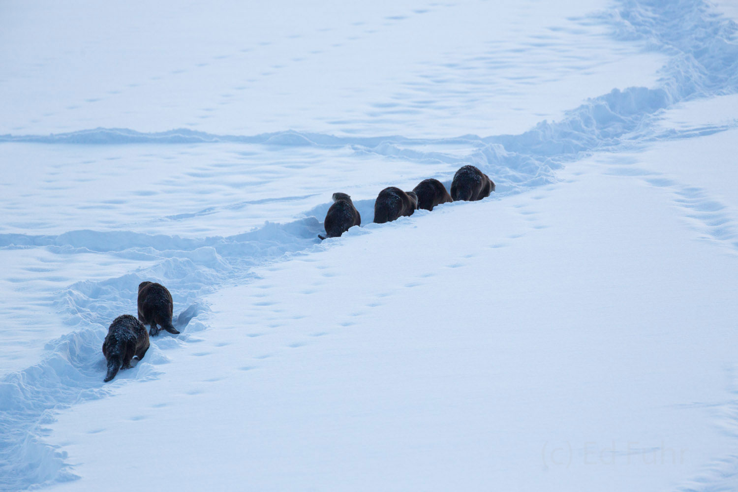 A family of otters retreat to their den across the frozen landscape.  They have fed all day on trout in a nearby shrinking open...