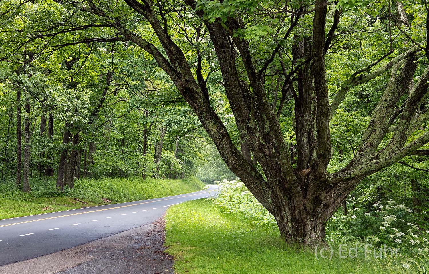 Summer at South River A great maple has stood the test of time and elements by South River Overlook.