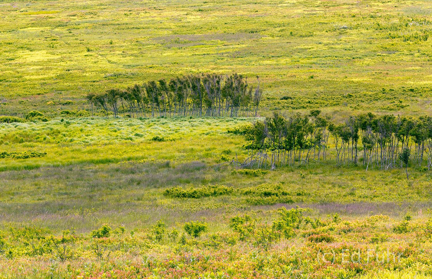 Two Groves Two small groves of trees stand in balance as Big Meadows quickly greens in spring. In a couple of months these trees will provide...