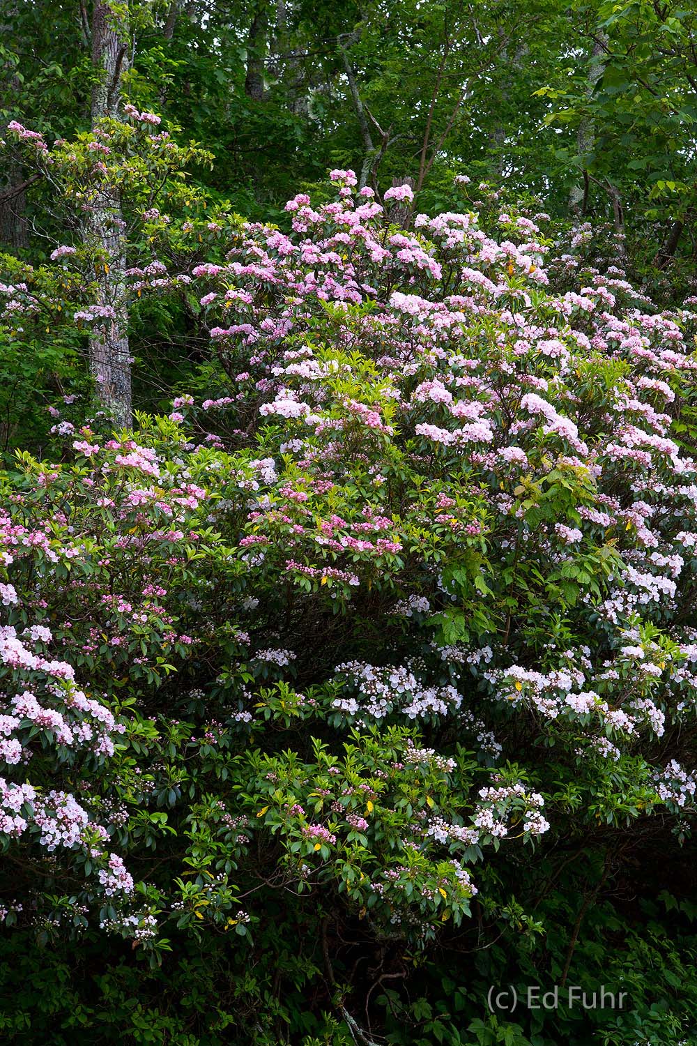 Planted in the 1930s, a tower of mountain laurels shows off its rosy pink and white colors in late May.