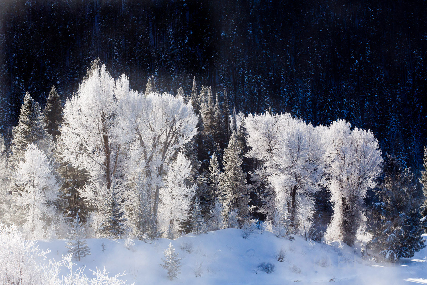 grand teton national park, winter, 2014,