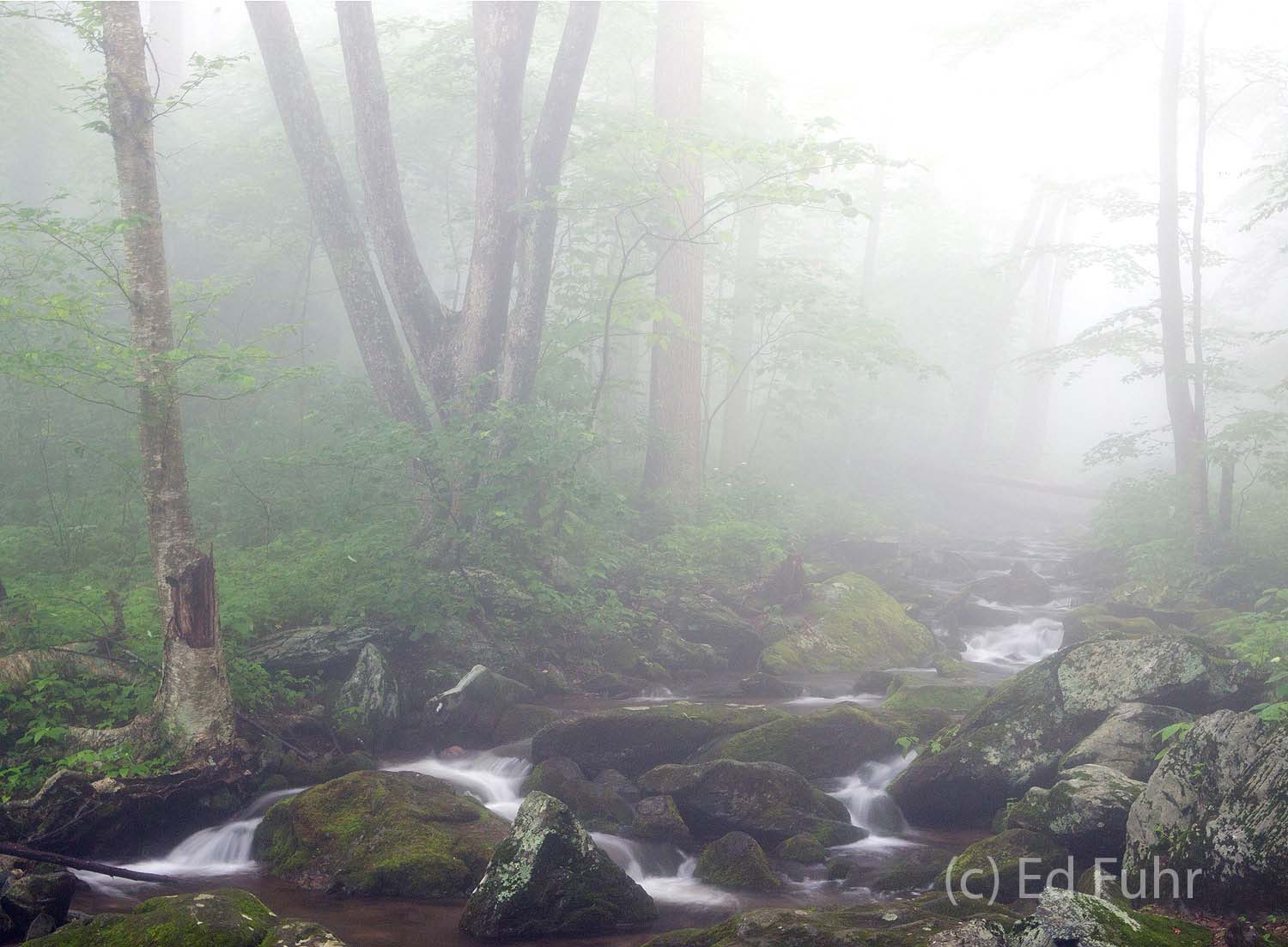 South River Cascade The abundant cascades on the approach to South River Waterfall are beautiful and soothing on this foggy June morning in 2012.