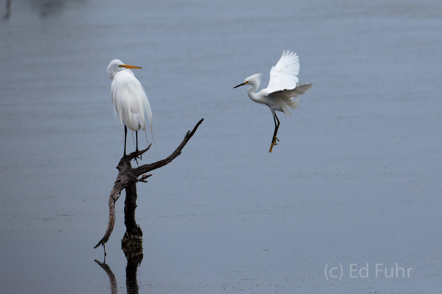 A snowy egret tries without success to get this great white egret to abandon its perch.
