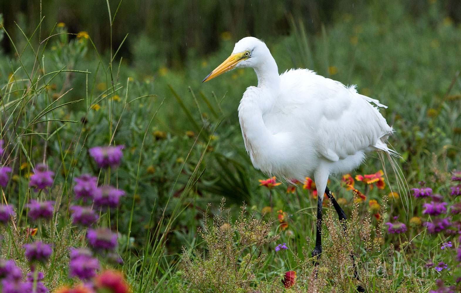 kiawah island, south carolina, low country, beach, photography, image