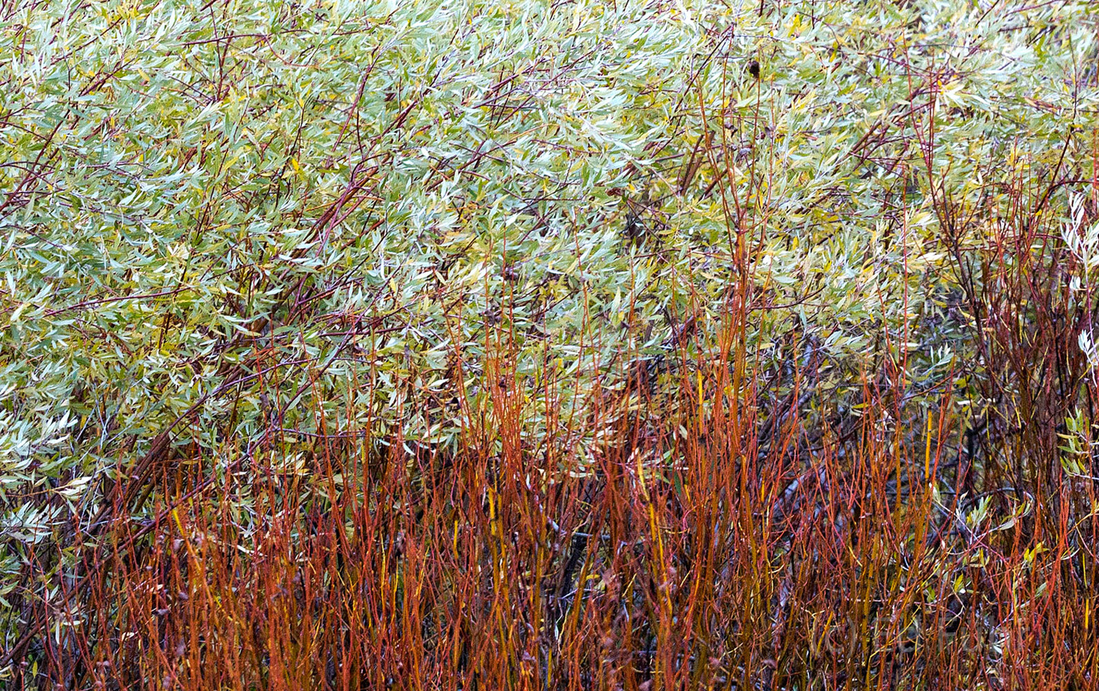 Willow Textures