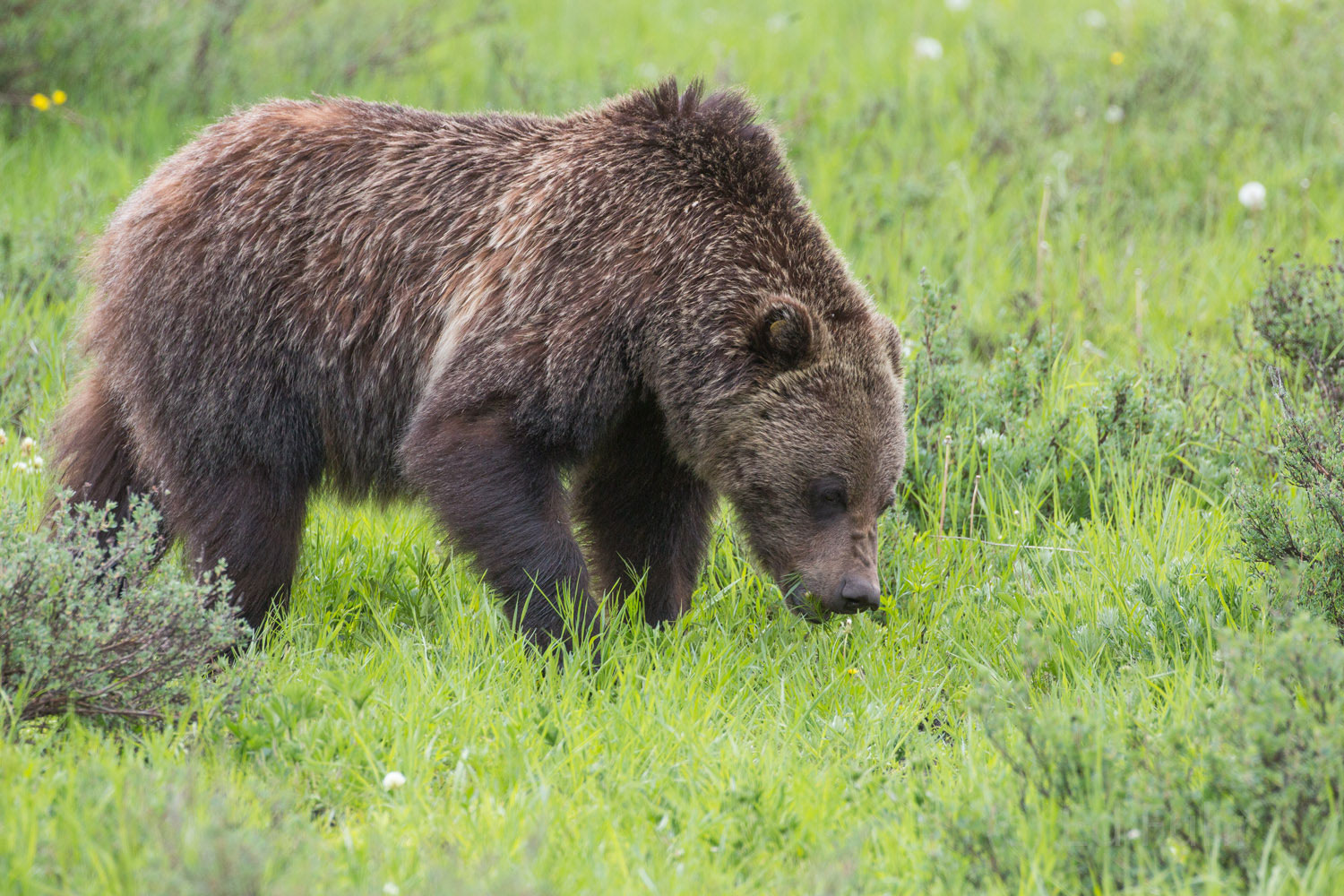 Grizzly bear 760 feeds in a grassy meadow near Oxbow Bend.