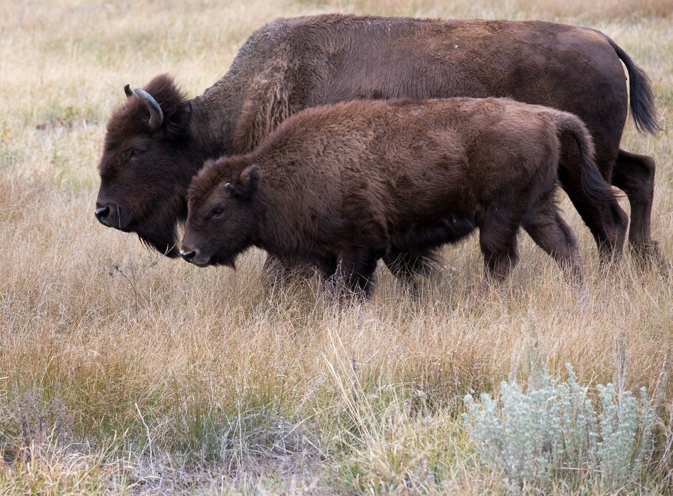 A bison leads her half year old calf across the brown meadow.
