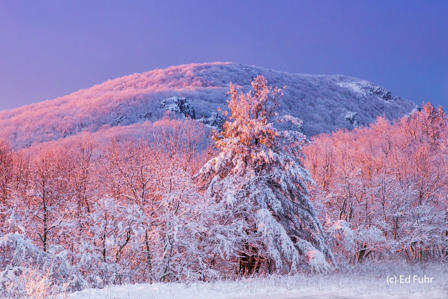 Guardian of Stony Man Mountain Just before the final approach to Stony Man Mountain, a lone pine rises in the light of a new dawn, draped in heavy snow.