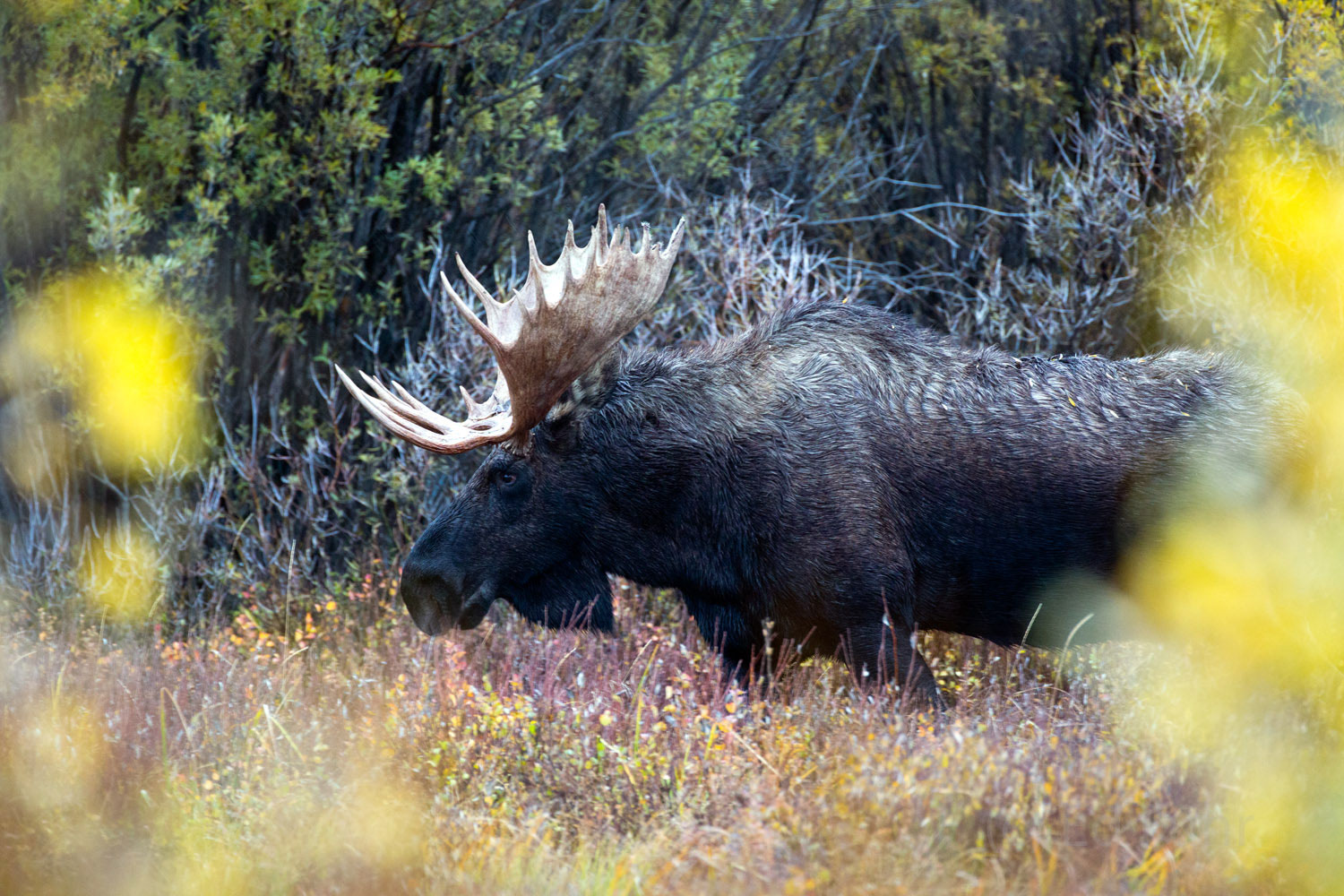 One of the largest moose in the Park makes it way through the rain and color of fall at Willow Flats.