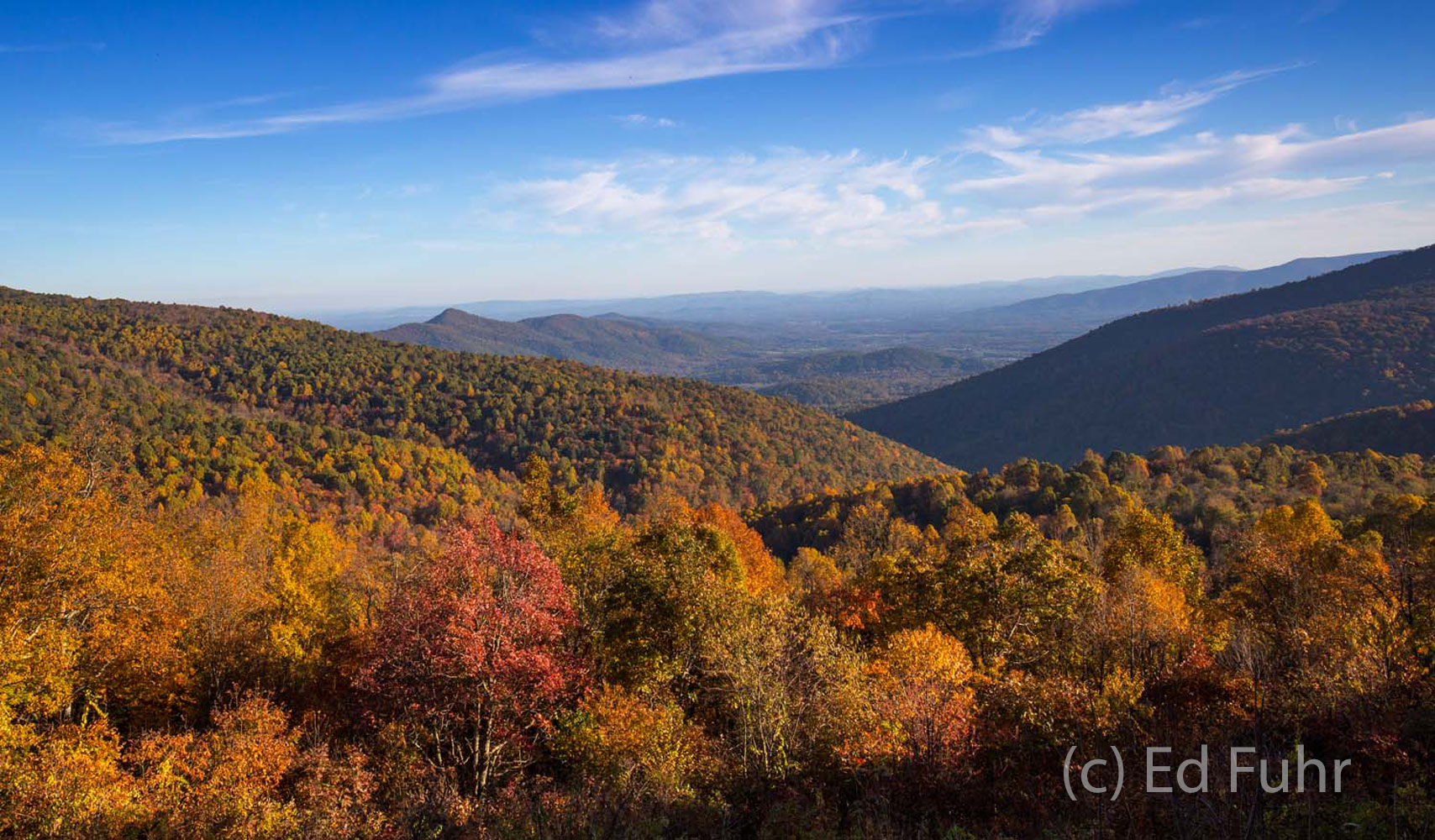 In late October 2015 fall's colors have reached their peak on the eastern slopes below Doyles River Overlook, Shenandoah National...