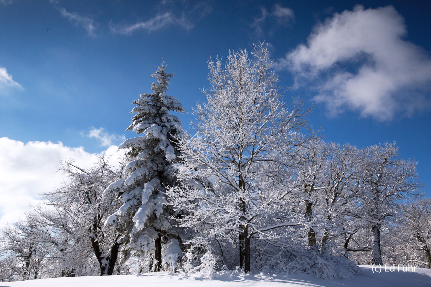Reaching to the Heavens Cloaked in winter snow, a collection of oaks, maples and pine stretch to the heavens as if, too, to give thanks.