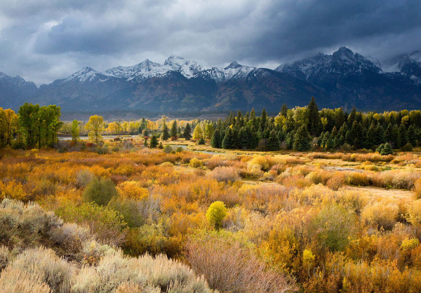 Blacktail Pond offers a wonderful overlook of meandering streams, golden willows and cottonwoods and oftentimes moose.