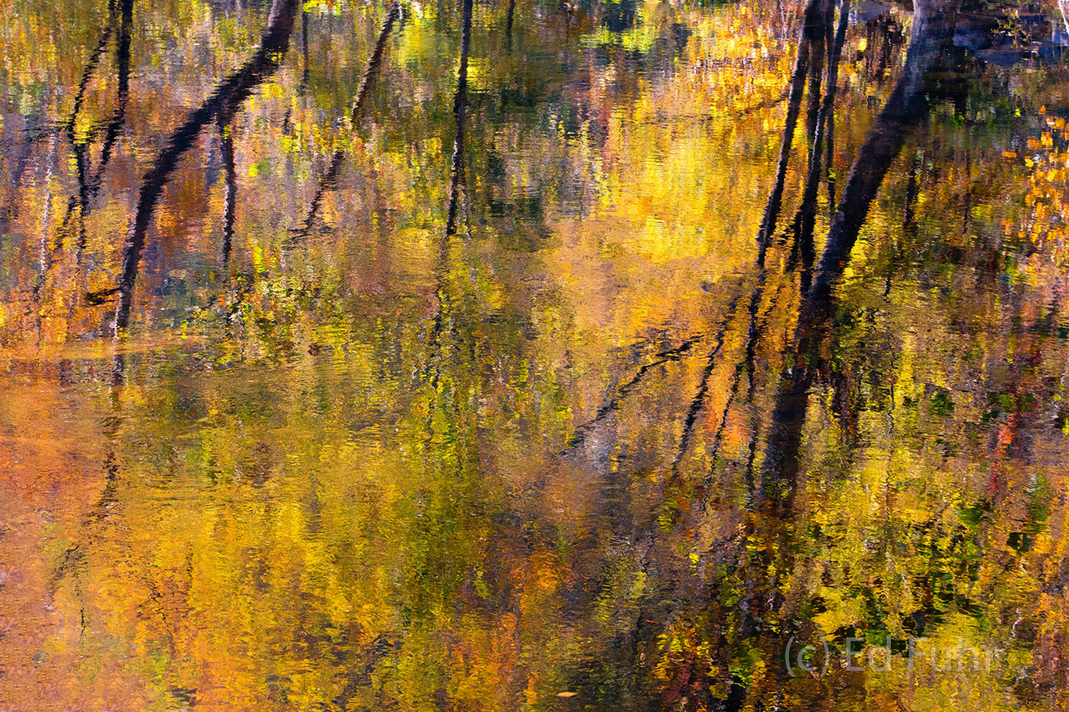 A colorful autumn canopy reflects in a pool of still water on the Little River.