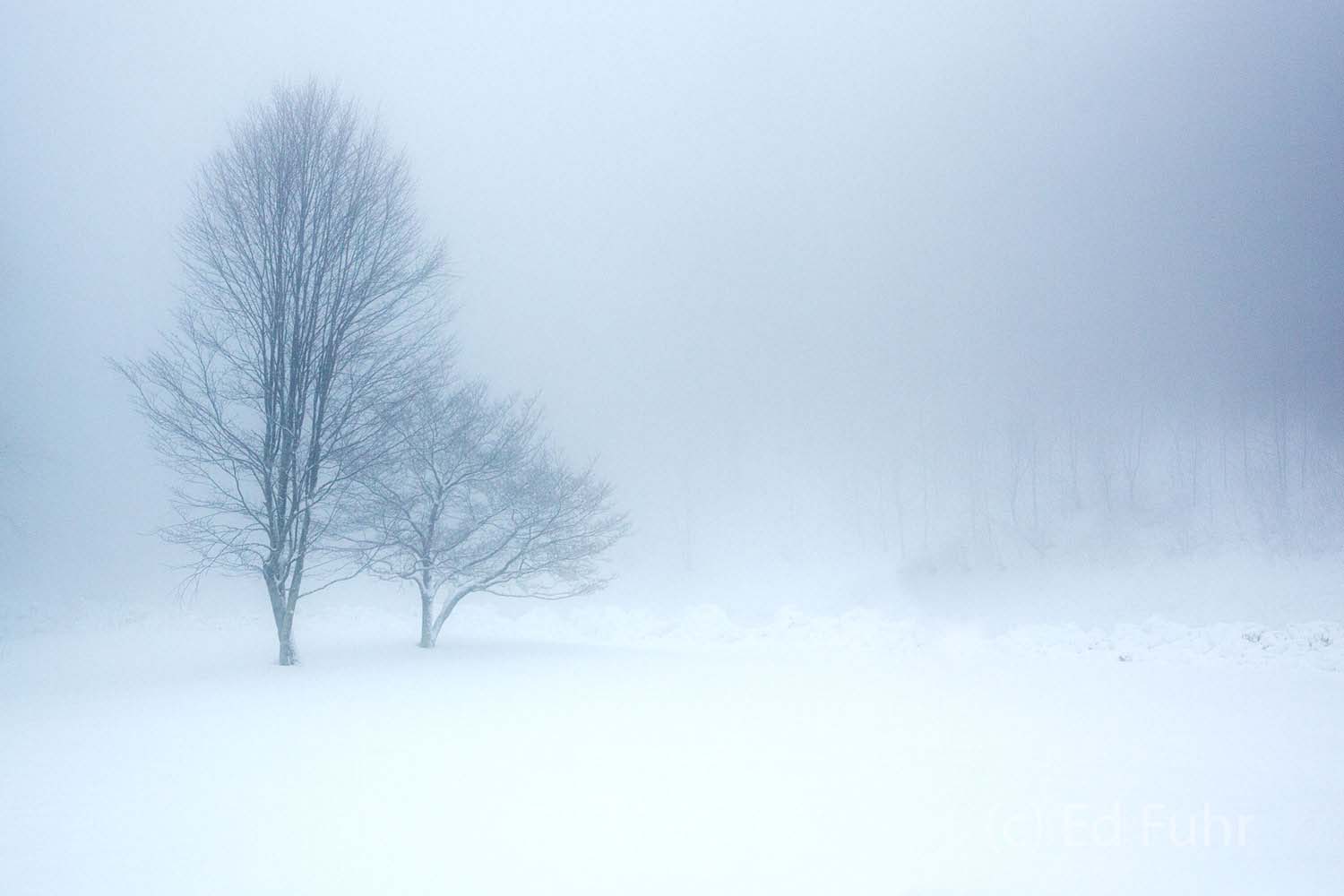 A single dogwood and small oak are barely visible in the snow and fog along Skyline Drive.