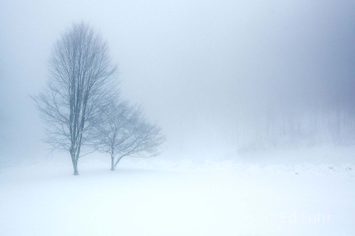 Foggy Embrace A single dogwood and small oak are barely visible in the snow and fog along Skyline Drive.