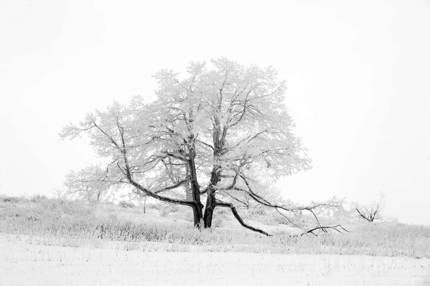 A large oak rises above a snowy ridge abutting Big Meadows.