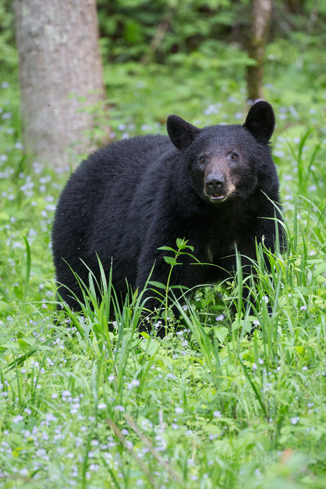 A large bear grazes on the woodland grasses in Cades Cove.