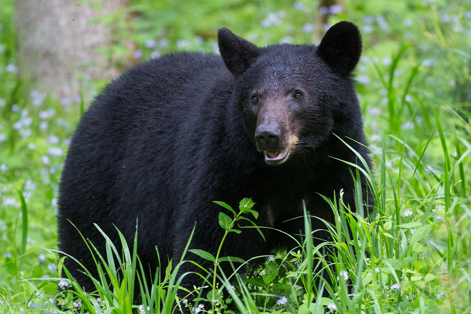 Cades Cove Black Bear Sow II Great Smoky Mountains National Park Ed