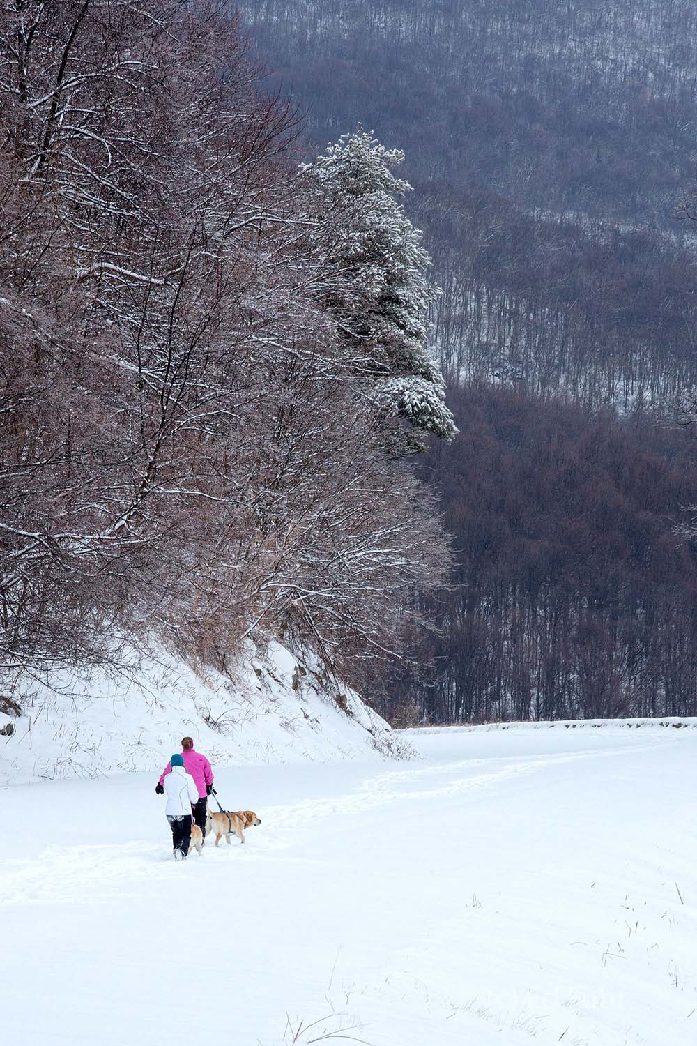 School is out.  Skyline Drive is closed.  There is a fresh snow.  It is a beautiful day to walk with your daughters and puppy...