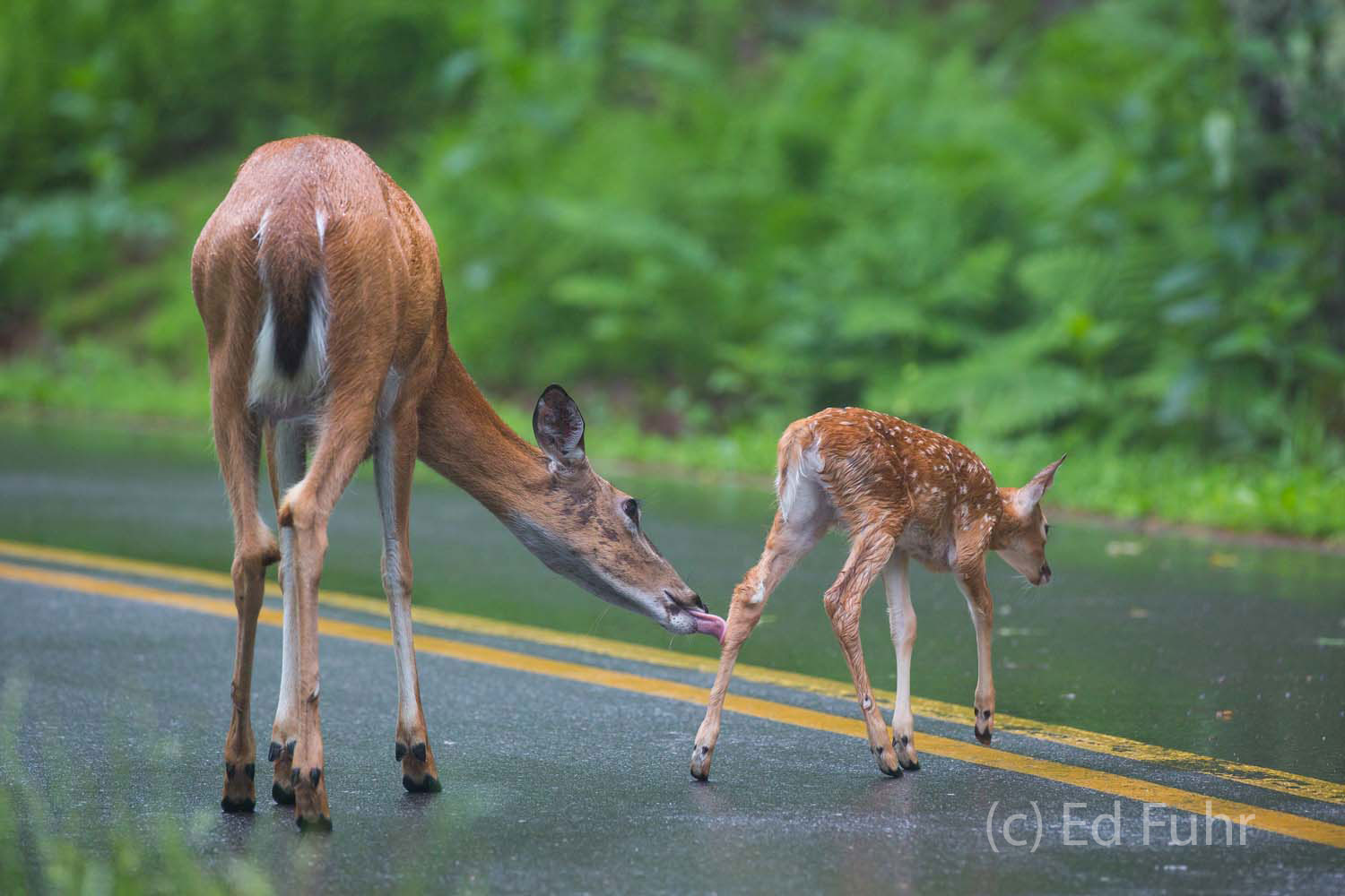 A doe cleans her fawn as they make their way across a rainy Skyline Drive.