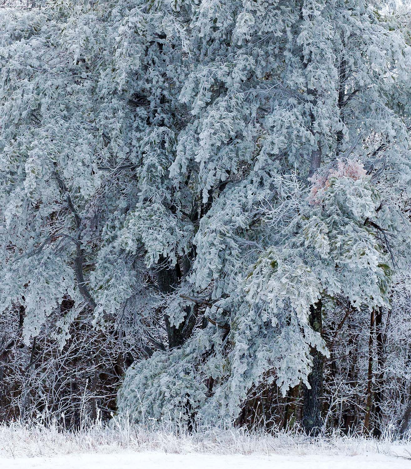 A blast of snow and ice covers this pine tree along Skyline Drive in Shenandoah National Park.