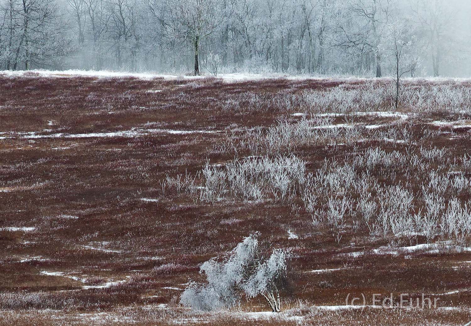 A heavy coating of ice etches every grass, every tree across the expanse of Big Meadows.