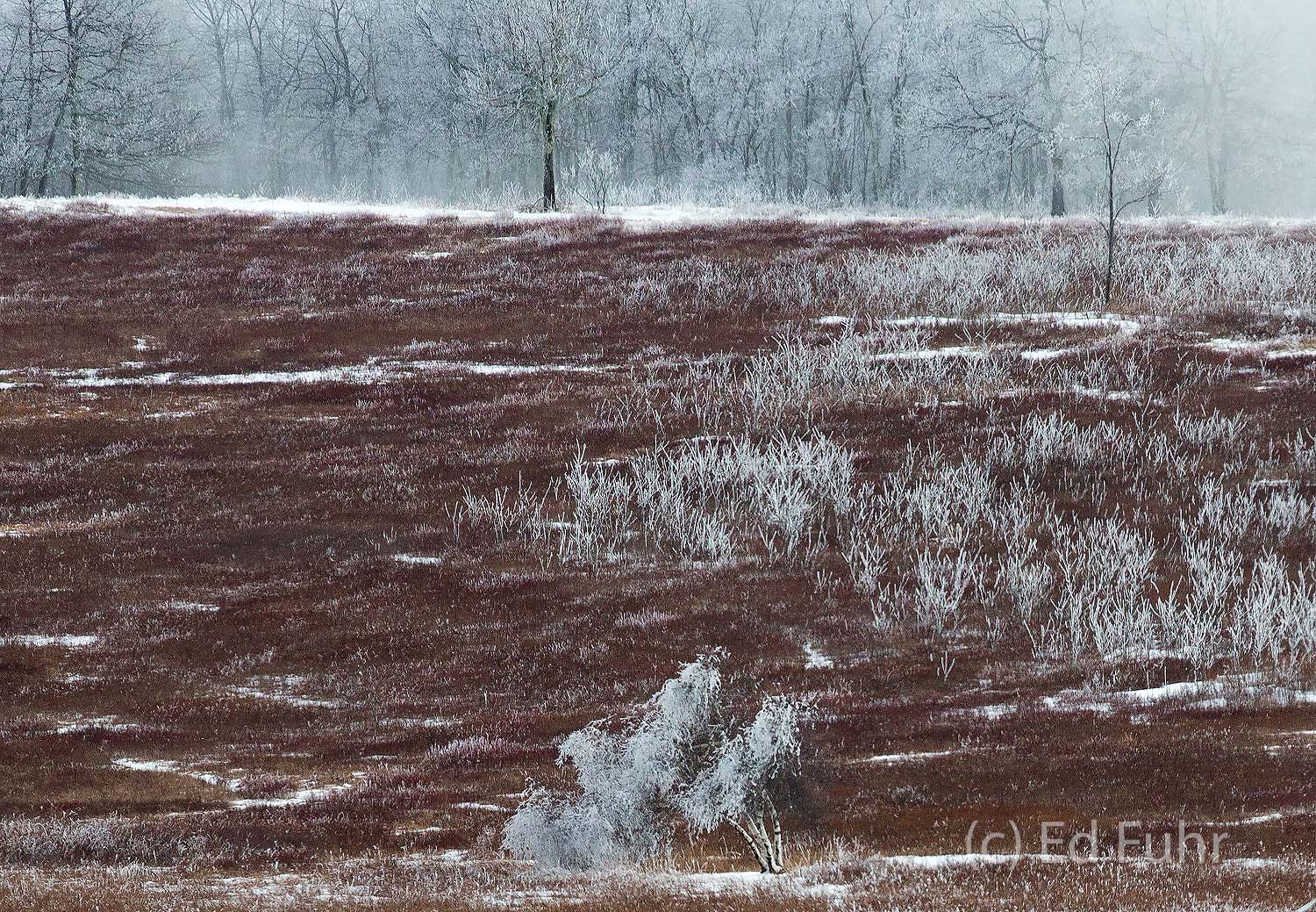 Ice Covered Big Meadows A heavy coating of ice etches every grass, every tree across the expanse of Big Meadows.