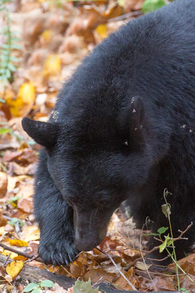 The mast crop of fall is critical to the health and survival of the black bears in the Great Smoky Mountains.