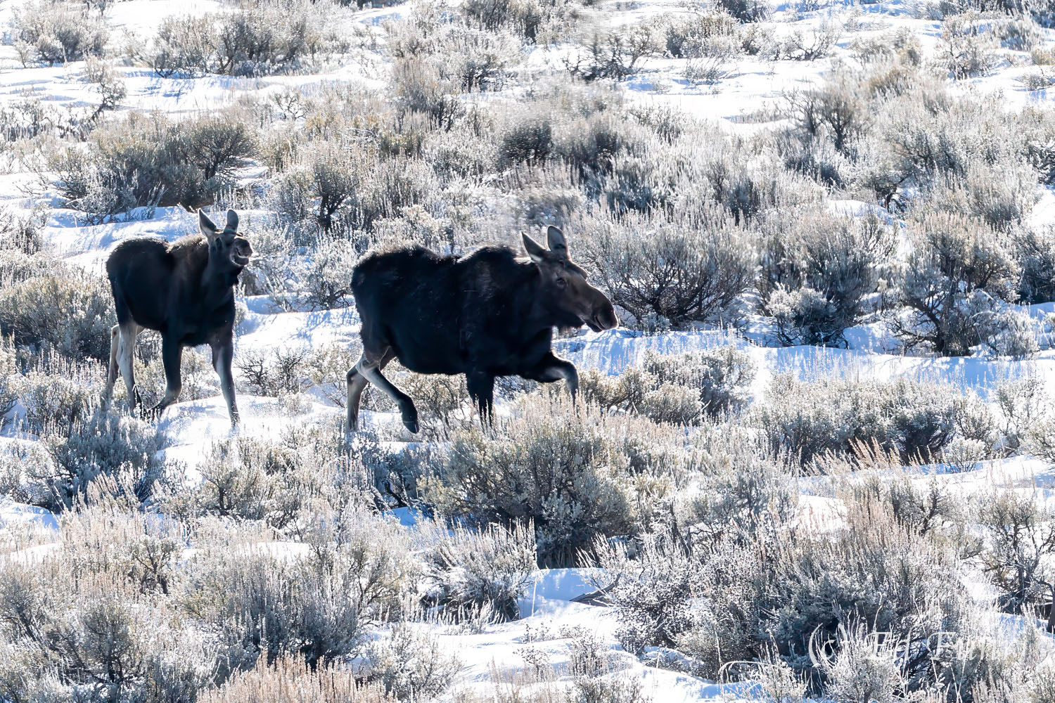 Following Mom A young moose follows mom across a snowy landscape.