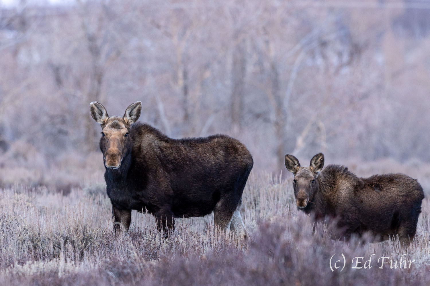 Inseparable Almost one year old, this moose calf knows that it remains critically important to stay close to mom's side.