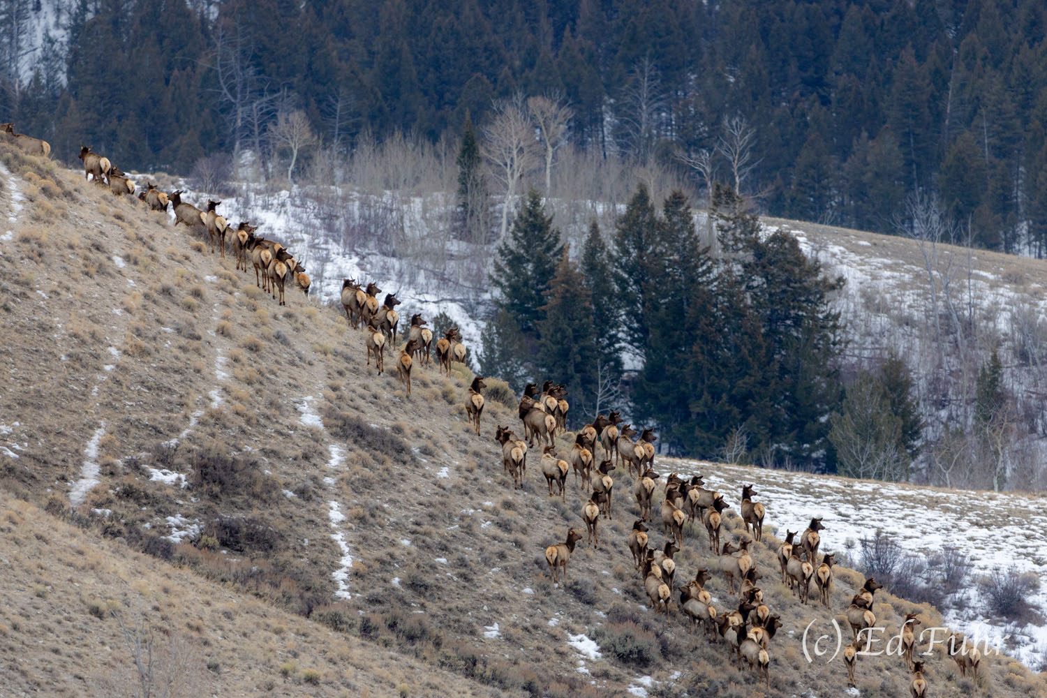 To Higher Ground A herd of elk races up a mountain butte to higher ground where they will spend the day before returning at night to the fields...