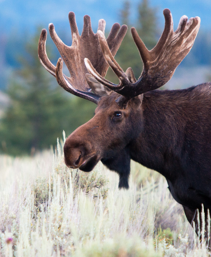 A large bull moose grazes in a sage meadow.&nbsp;