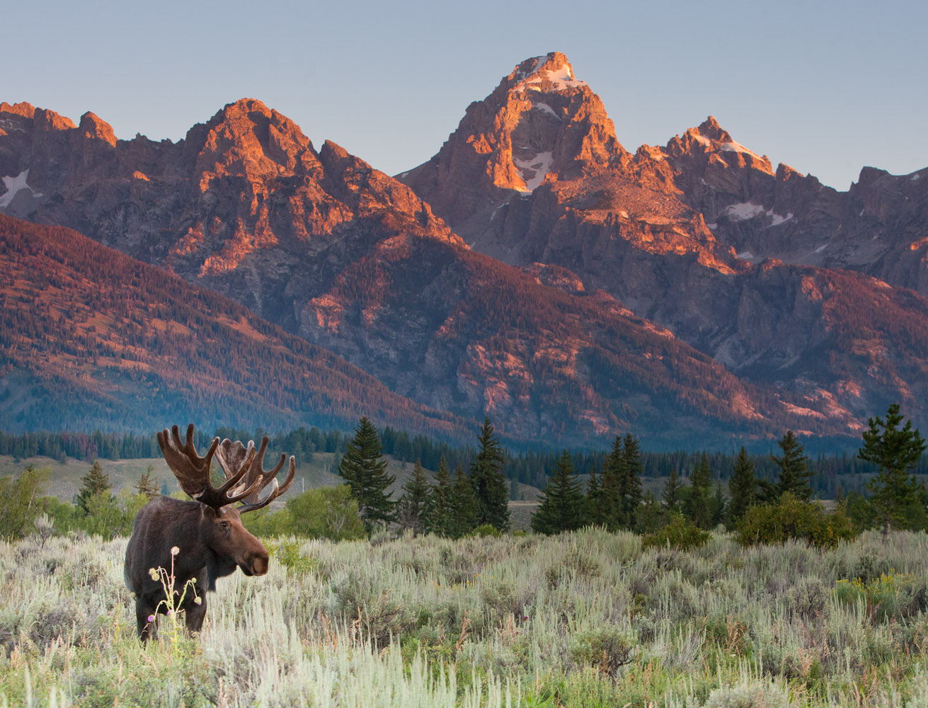 On the Way to the Airport I risked missing my flight home to capture a few images of this iconic Teton scene. This large bull moose was grazing on...